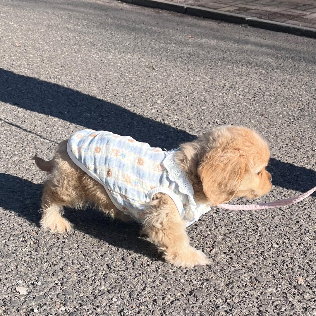 🥤可乐是只汪🐶