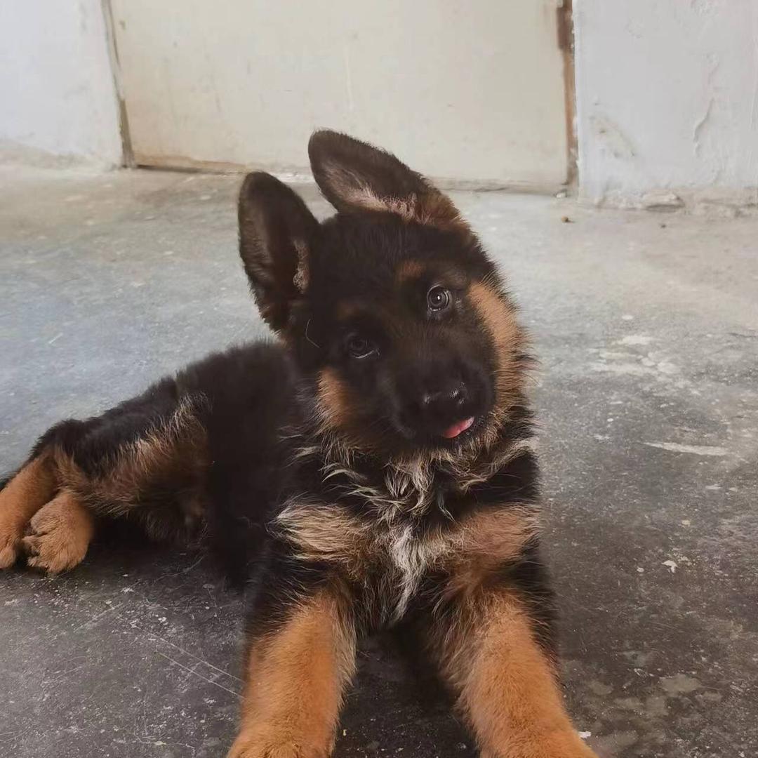 CSV青岛东辰犬舍