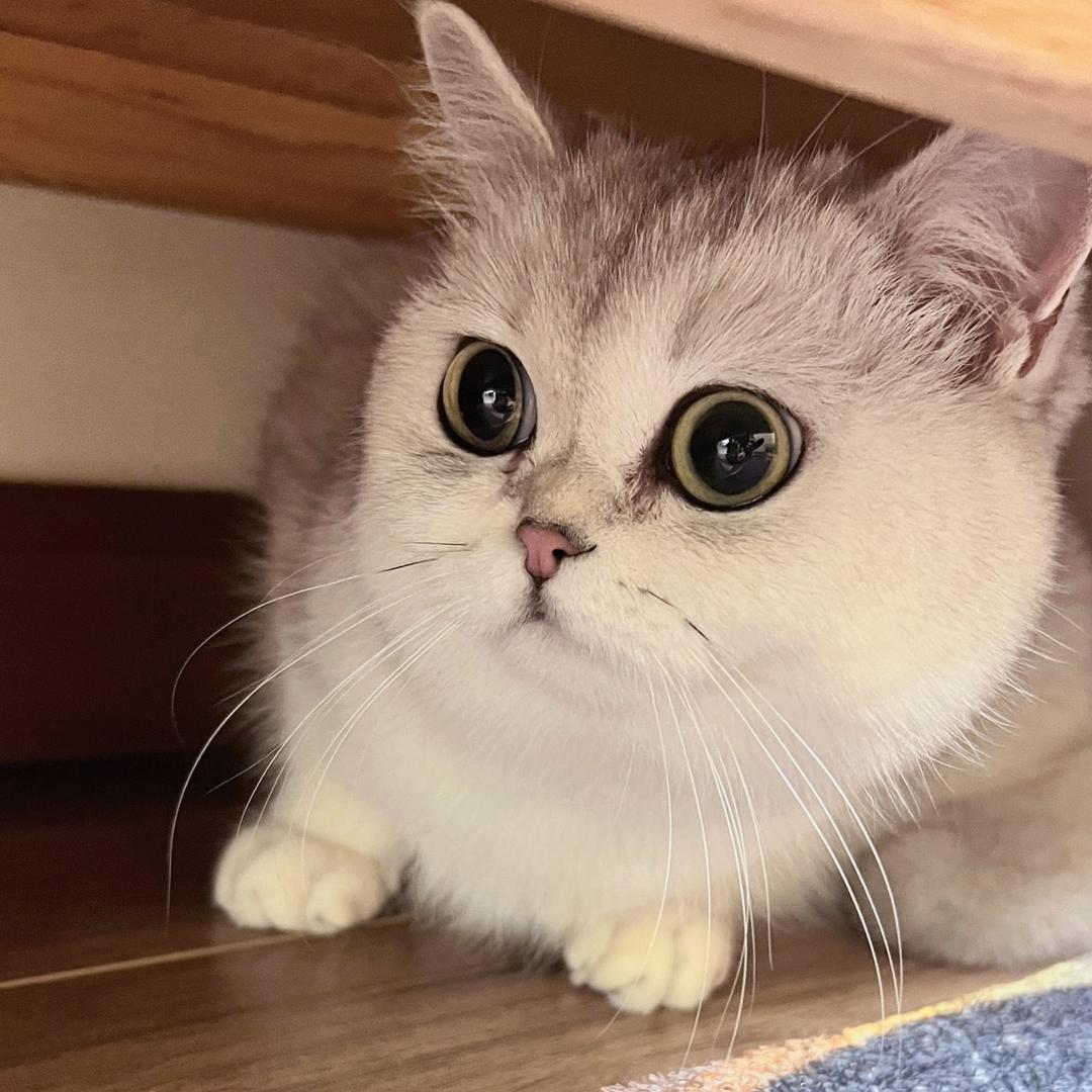 小芋圆呀