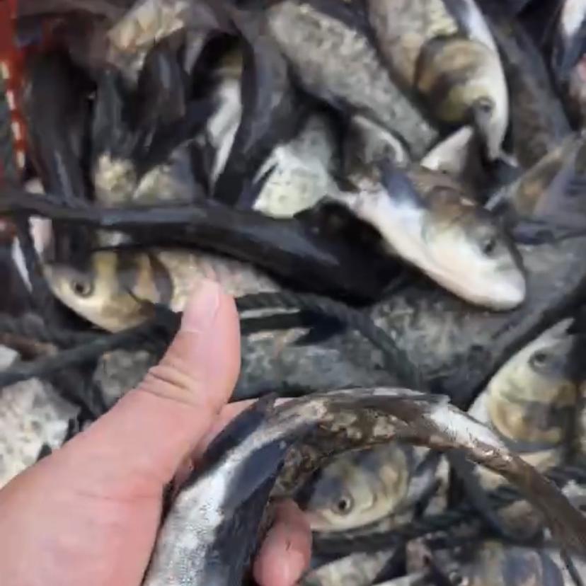 榆金烨水产基地