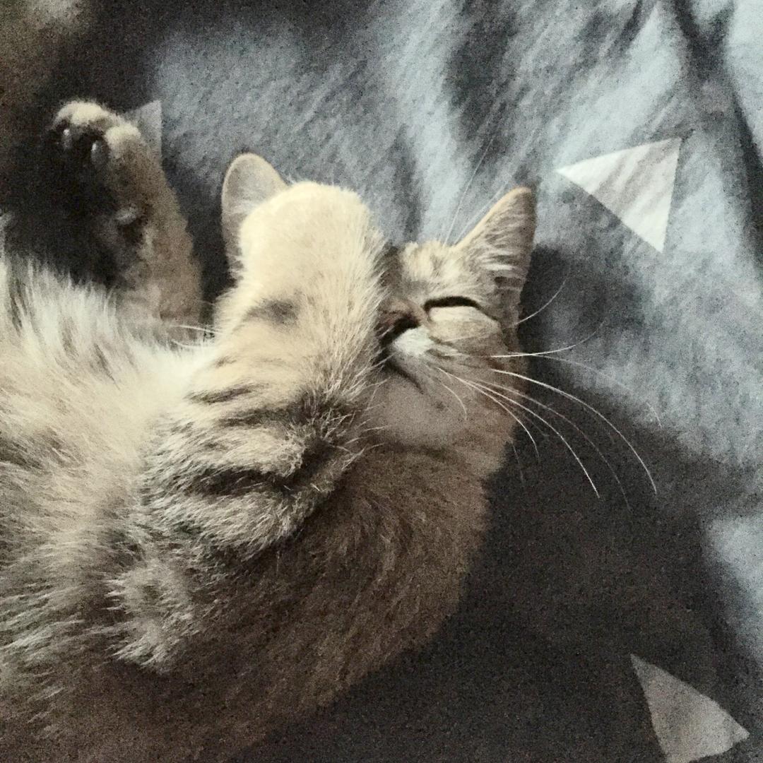 我是撒娇邵大王