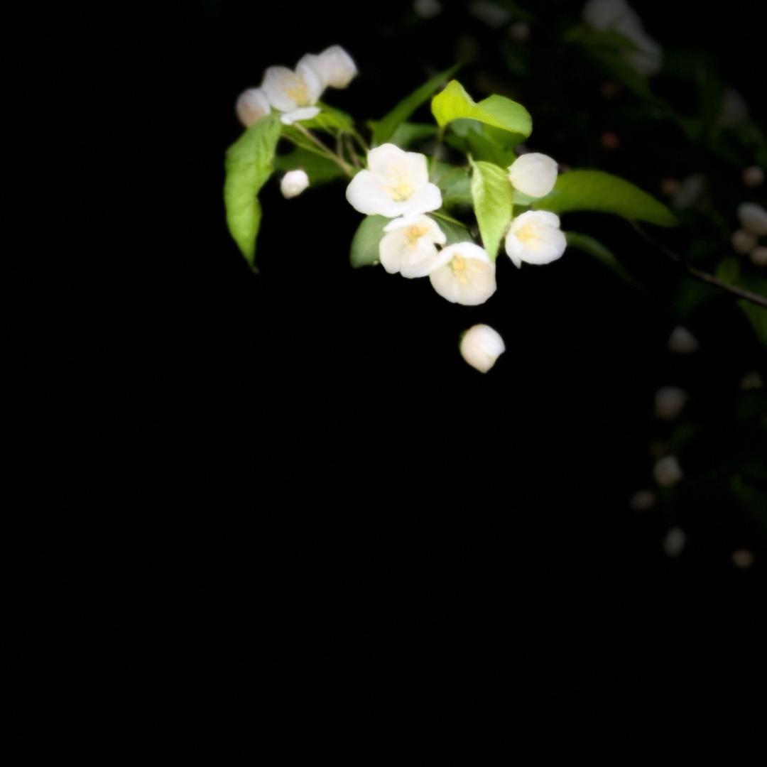 宁折不弯🌺🌺🌺🍀🍀🍀