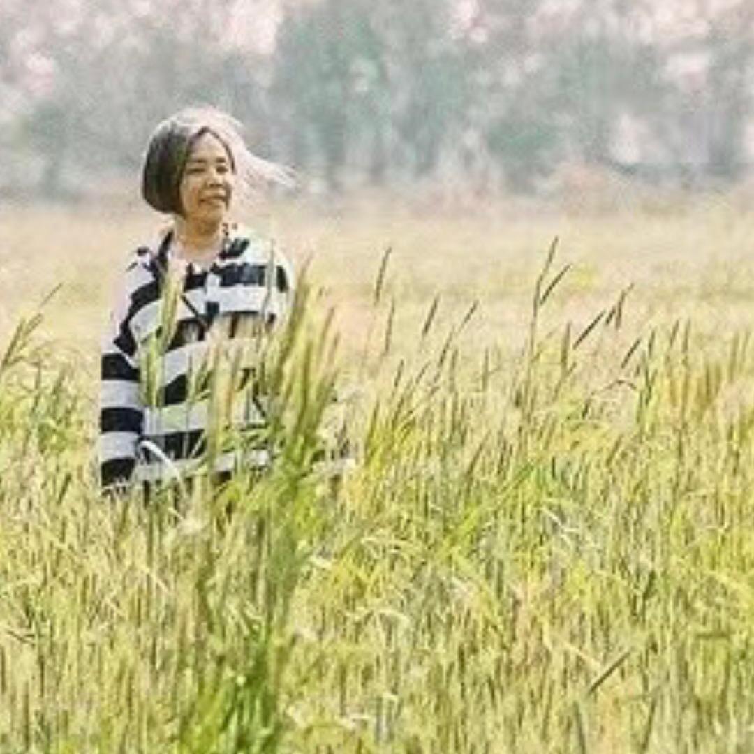 菊开万张