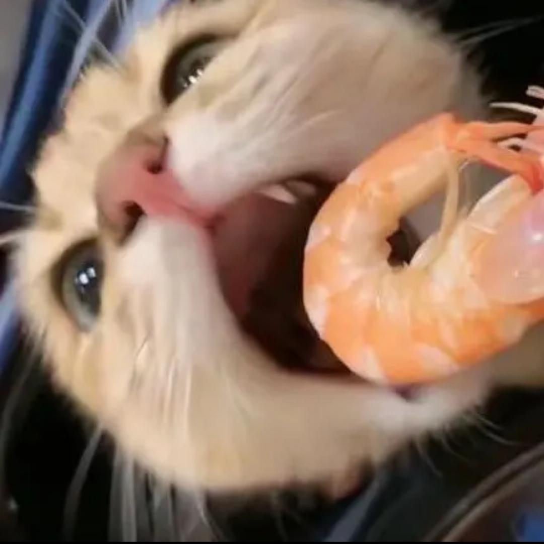 孤雏