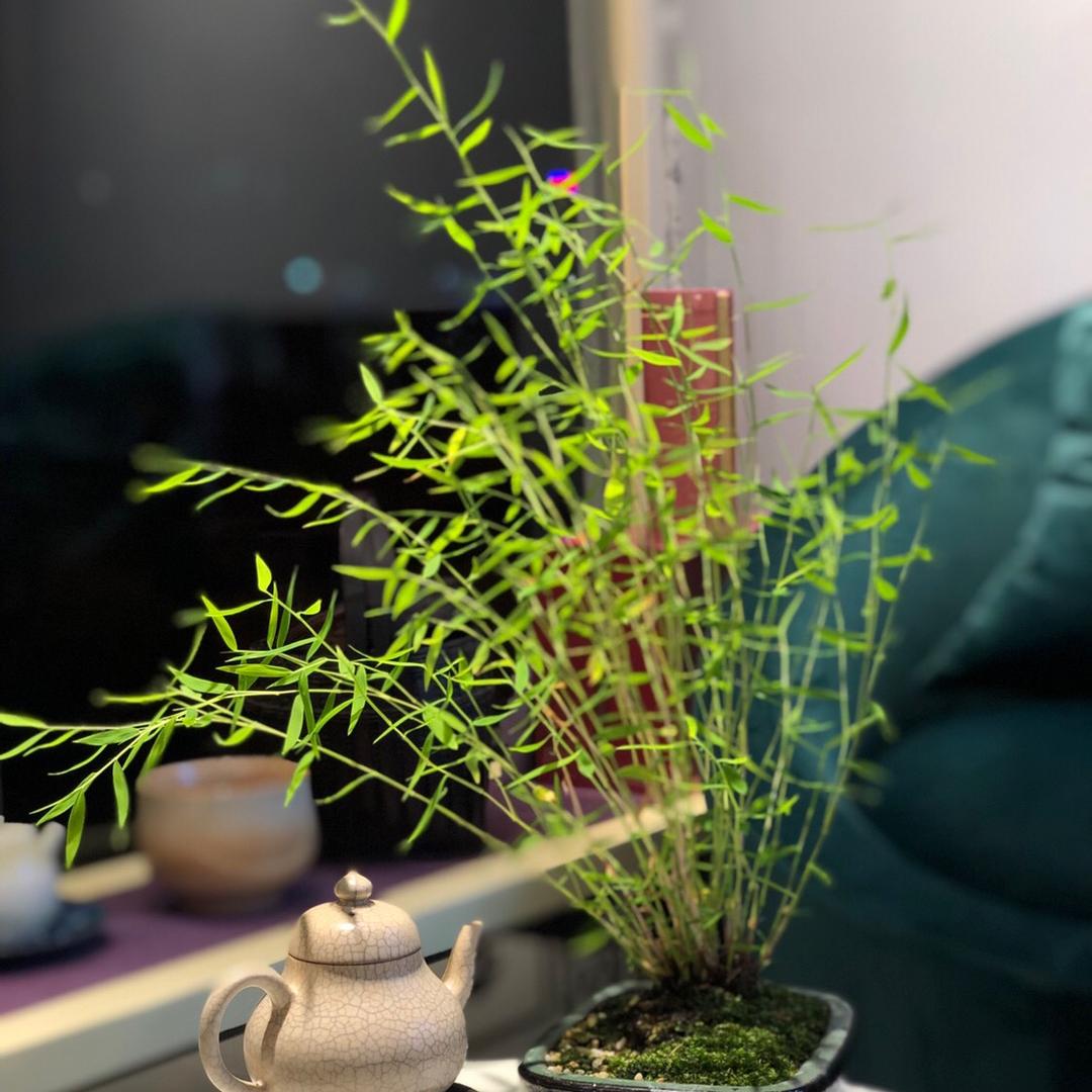 摩卡不喝茶