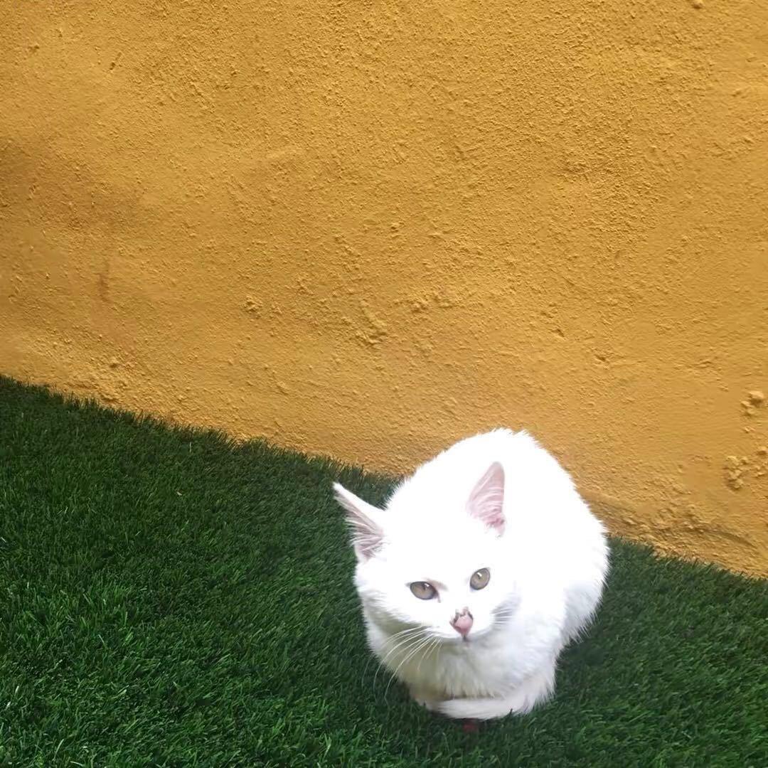 不知名菜花