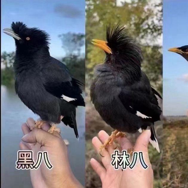 八哥西施（直播分享）