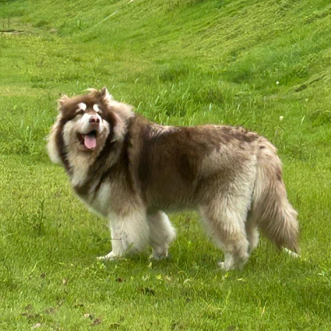 粽子不是“粽子”