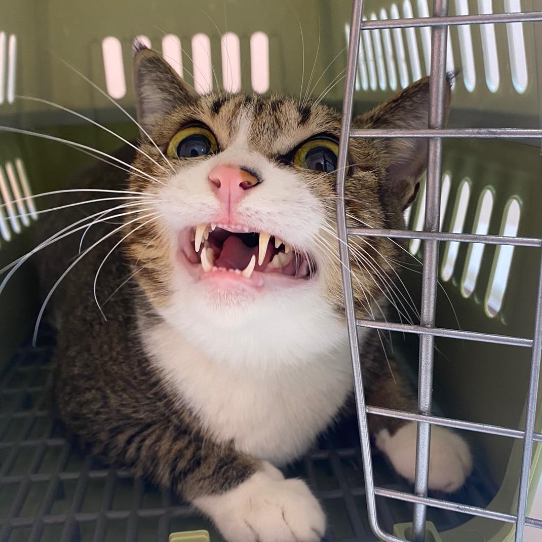 果冻果酱果冻酱