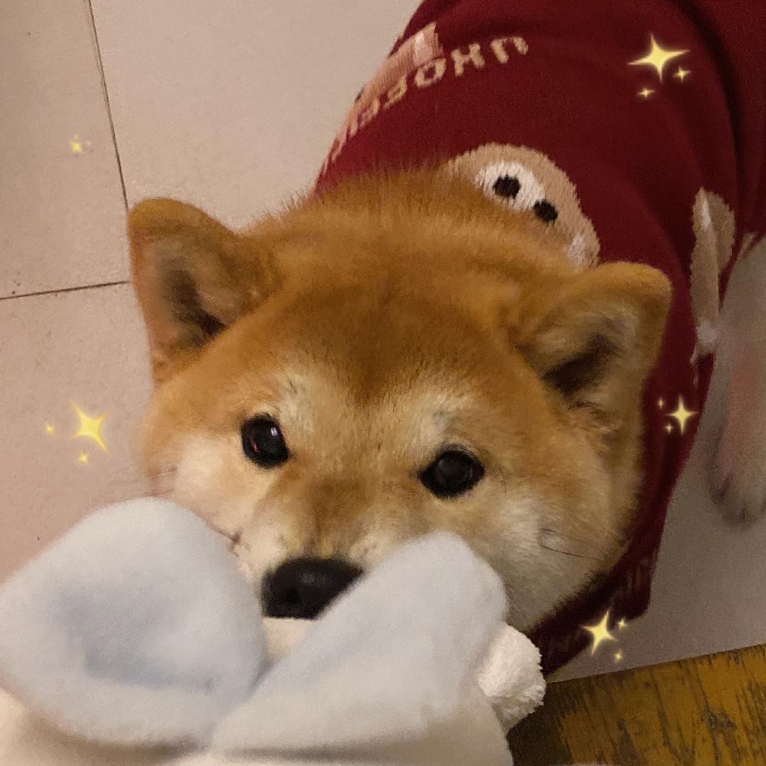 张驴儿