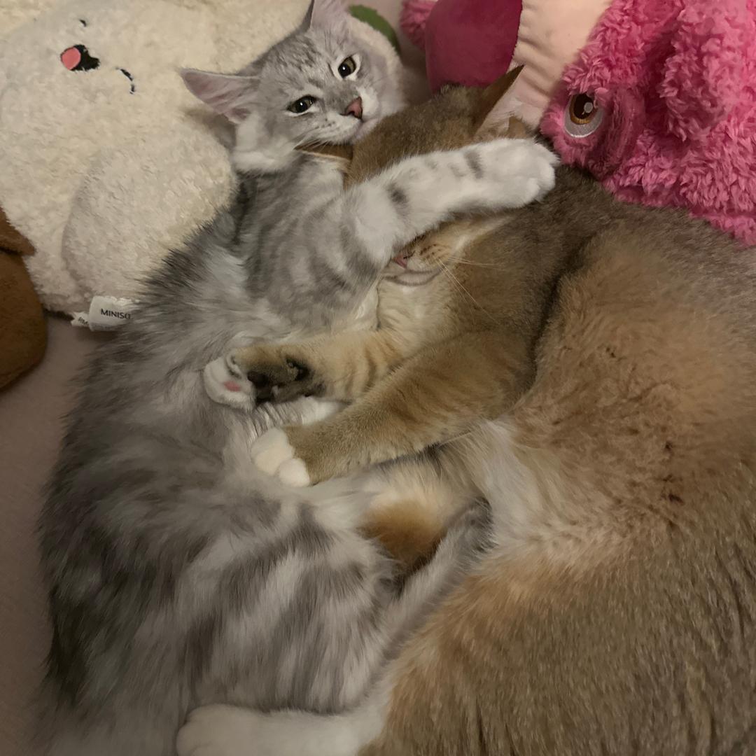 何意