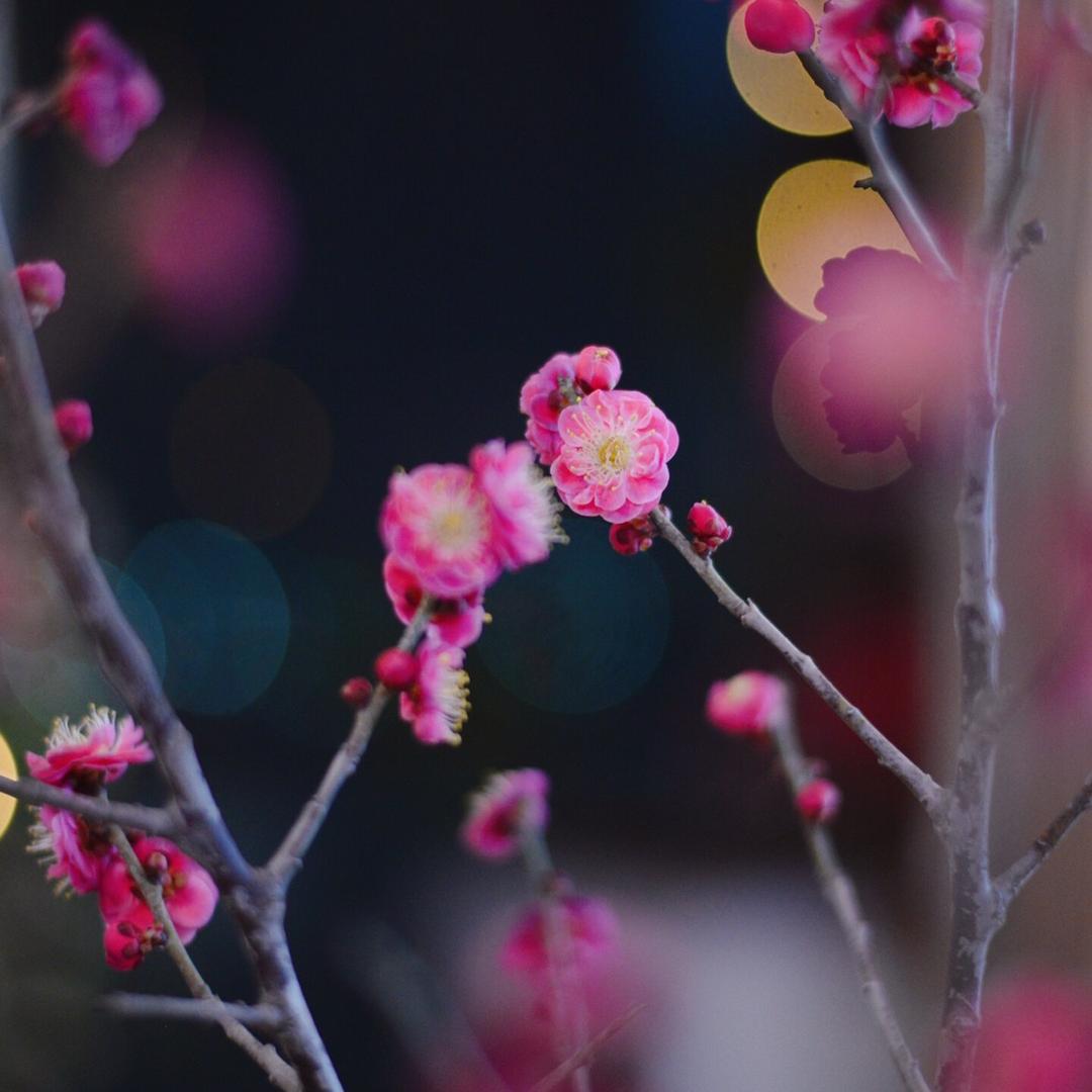 一枝繁花