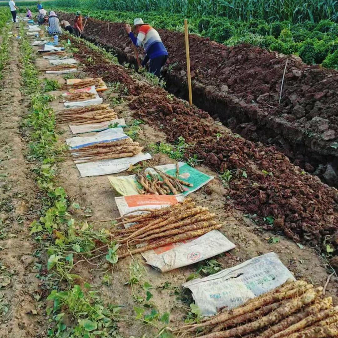 温县豫欣铁棍山药供应链