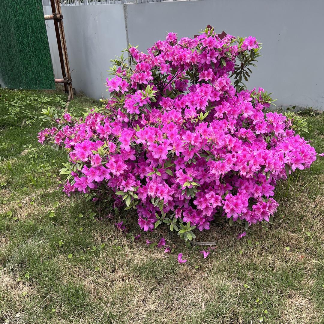 梦想