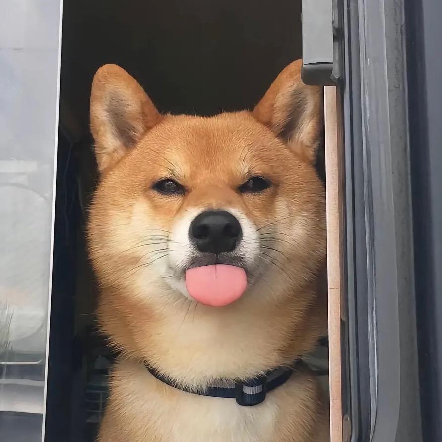 吃菠萝的鱼