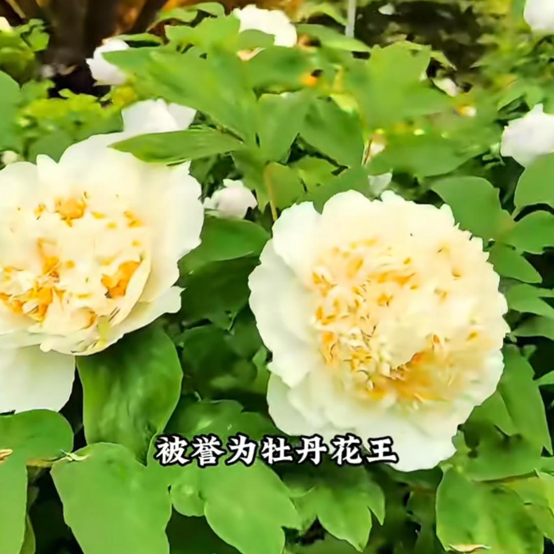 小荔子
