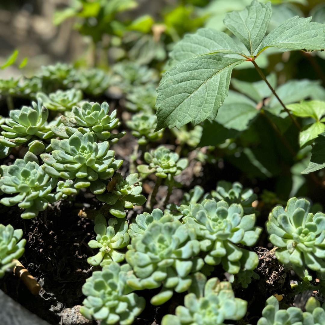 A.汪清小骄傲😏