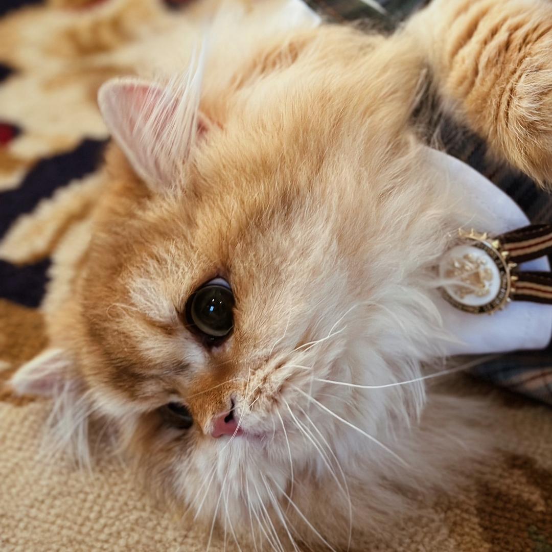 嗷嗷嗷嗷嗷嗷嗷嗷bo