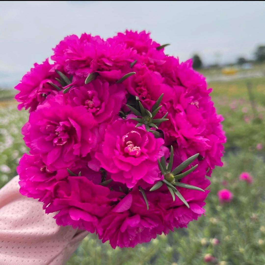 美丽花卉园艺