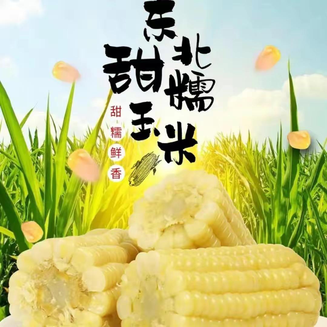玉米大亨🌽🌽