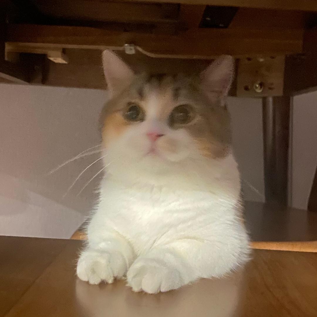 别碰我的小蛋糕