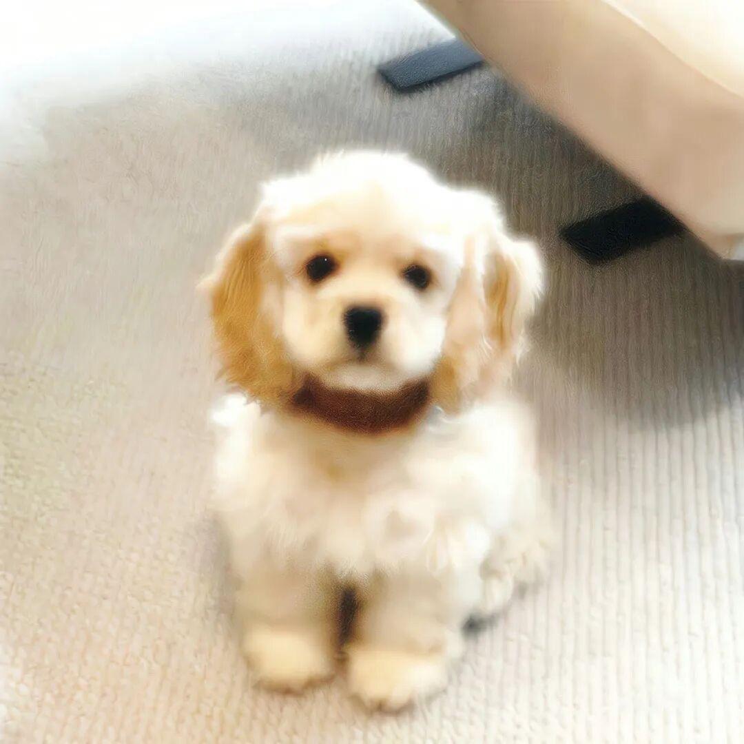 我是当天才的料