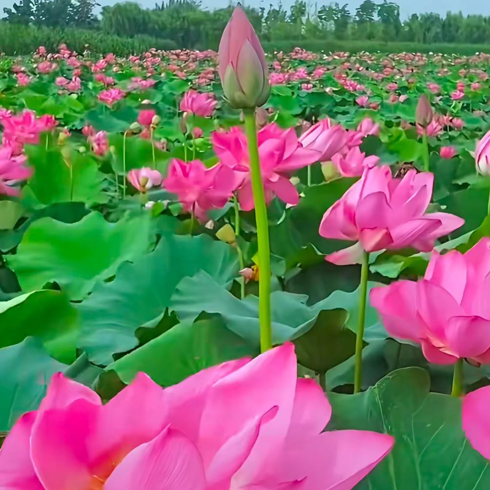 唯一