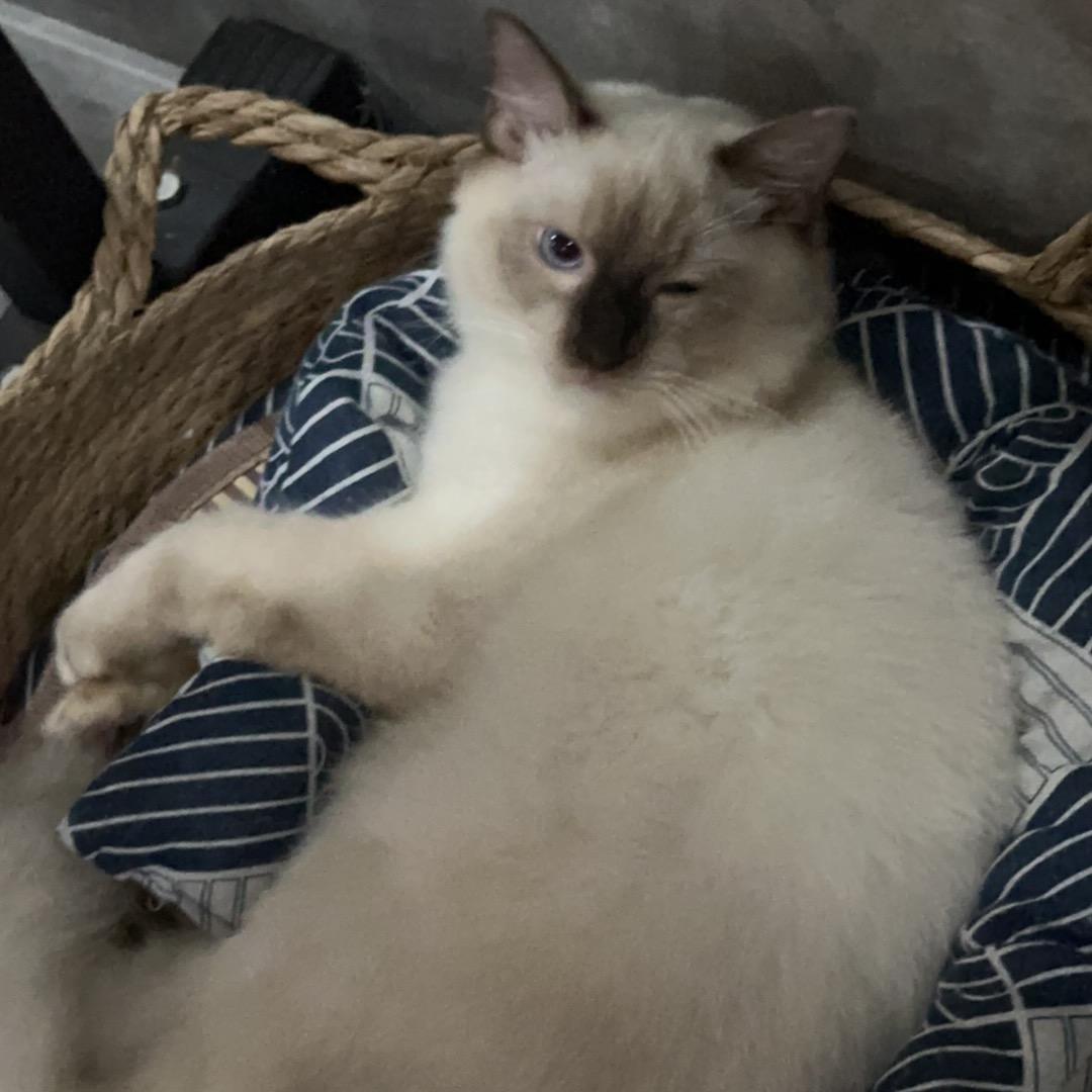 咩咩的猫