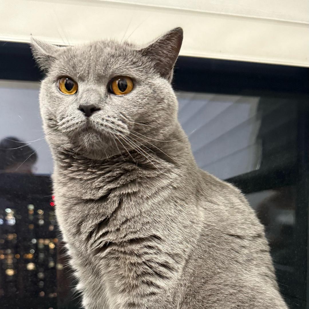 我不是猫奴