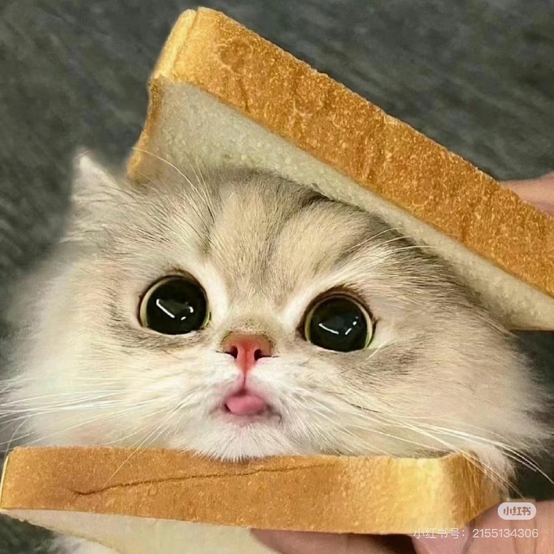 芋泥（卖猫版）