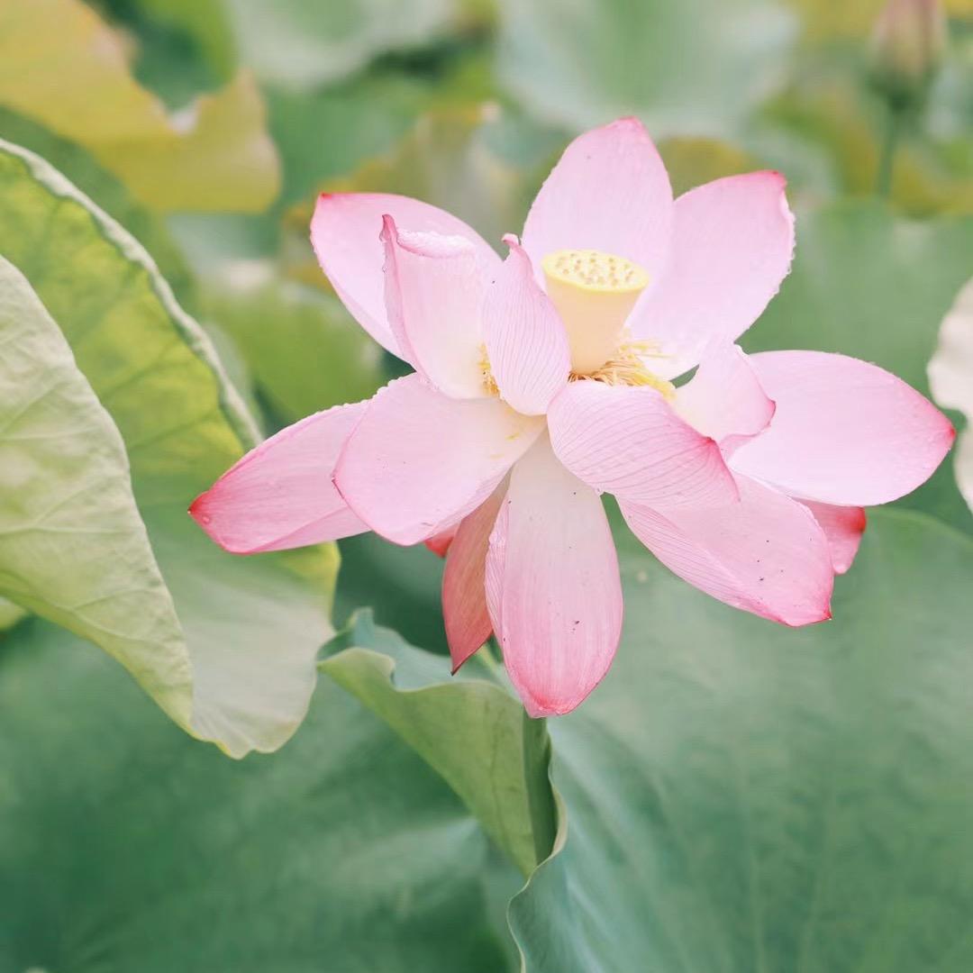 安溪县城厢煜成茶业店（个体工商户）