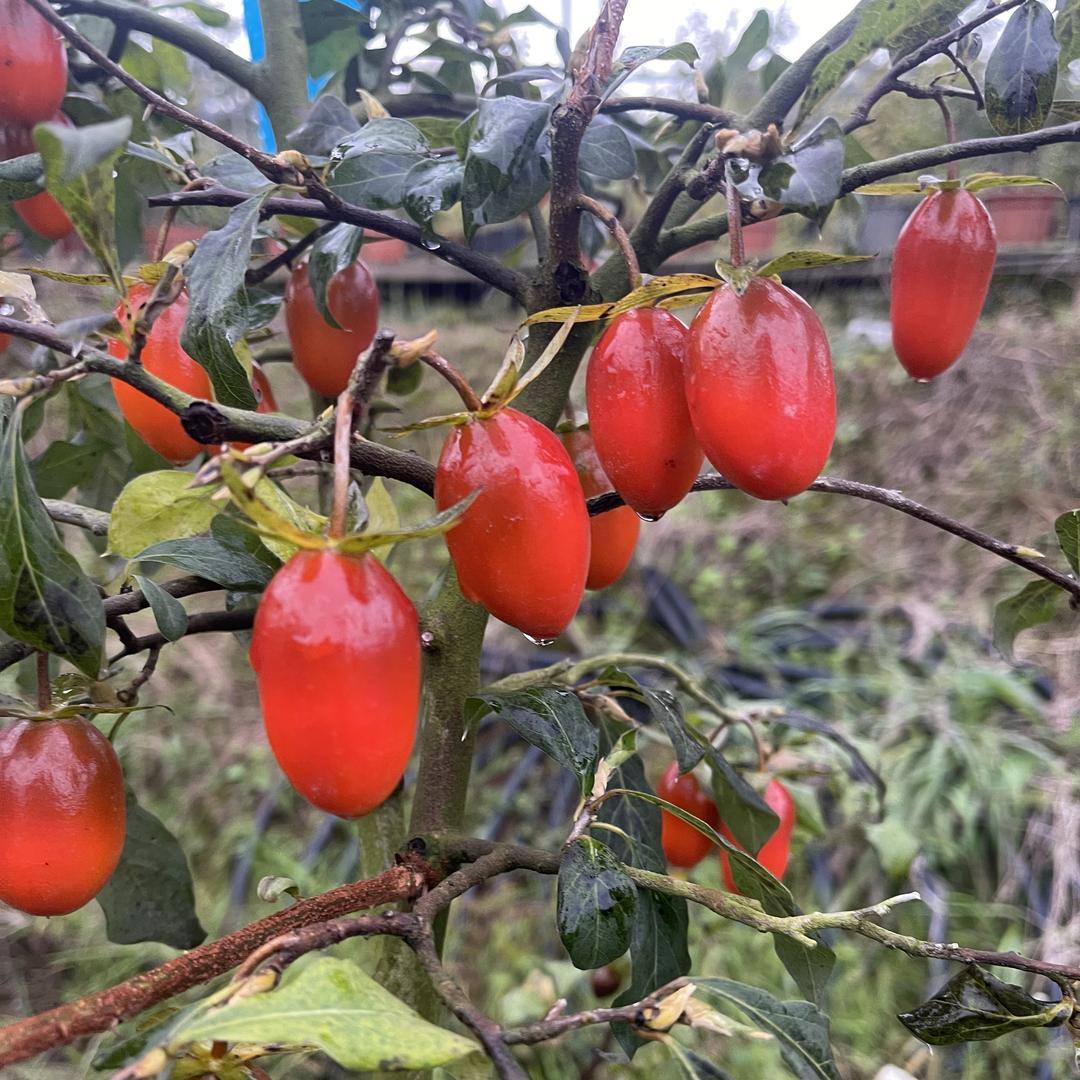 柿觉园艺（老鸦柿）