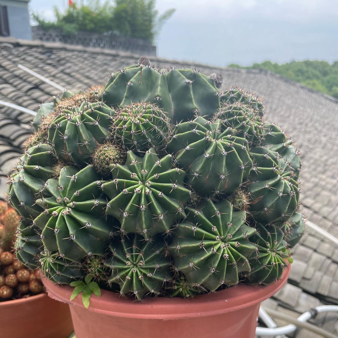 从此只做仙人球