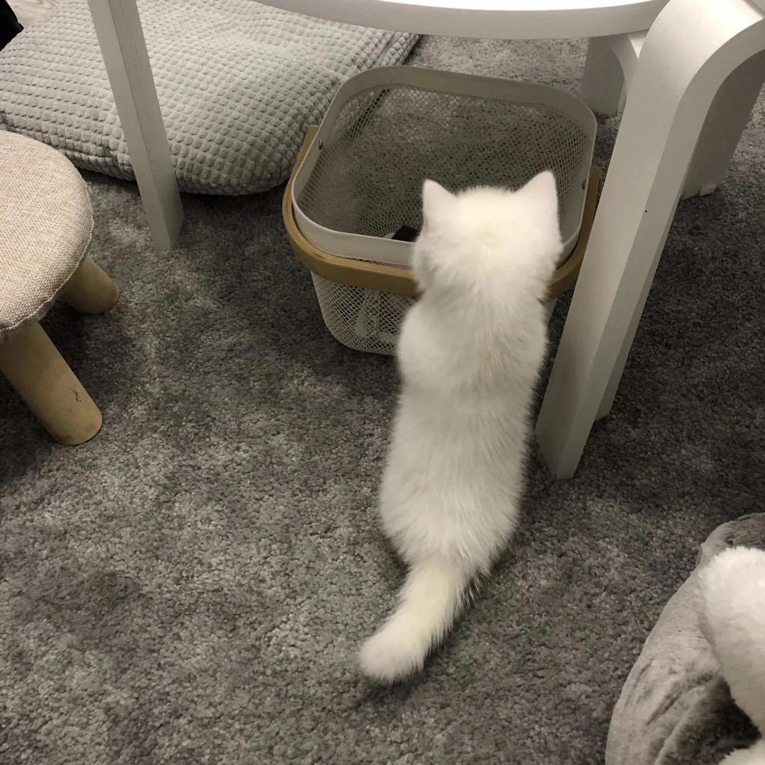 鸽子的情书