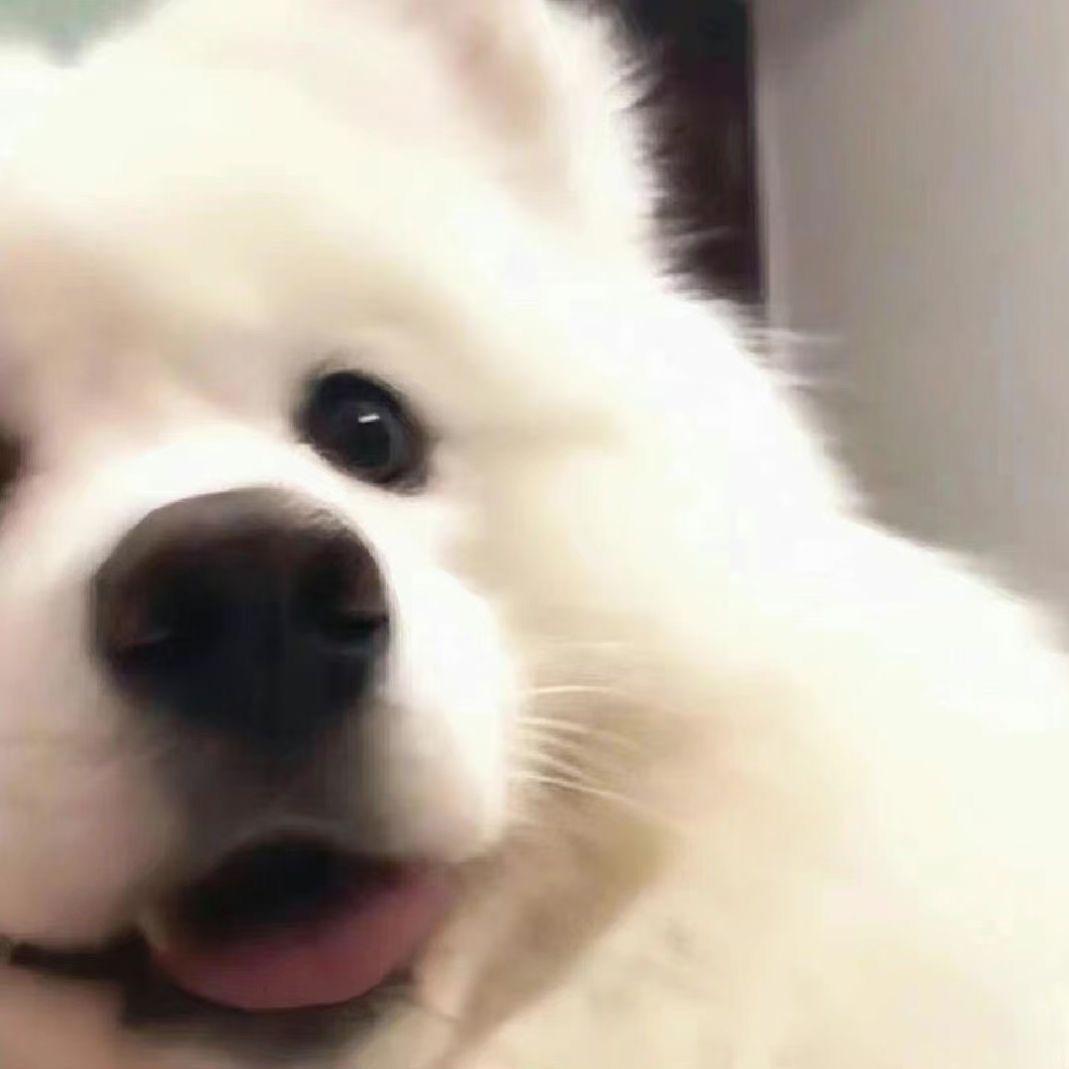布响丸辣.