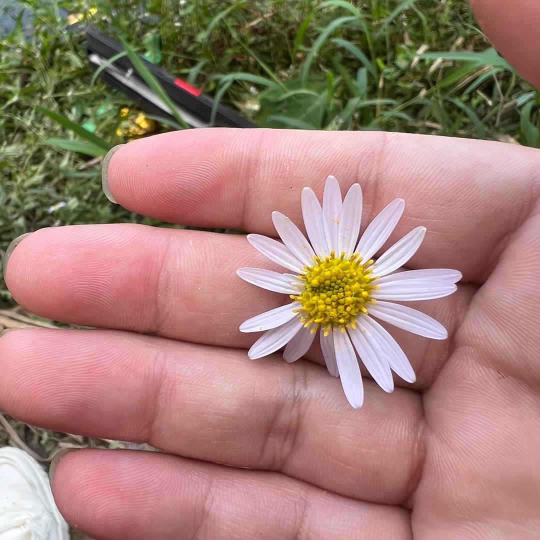 柒柒。