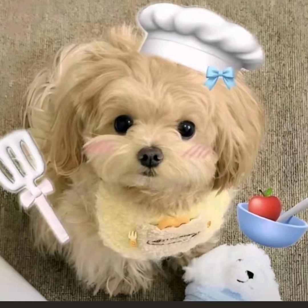✨摸鱼¹⁶ 🪁