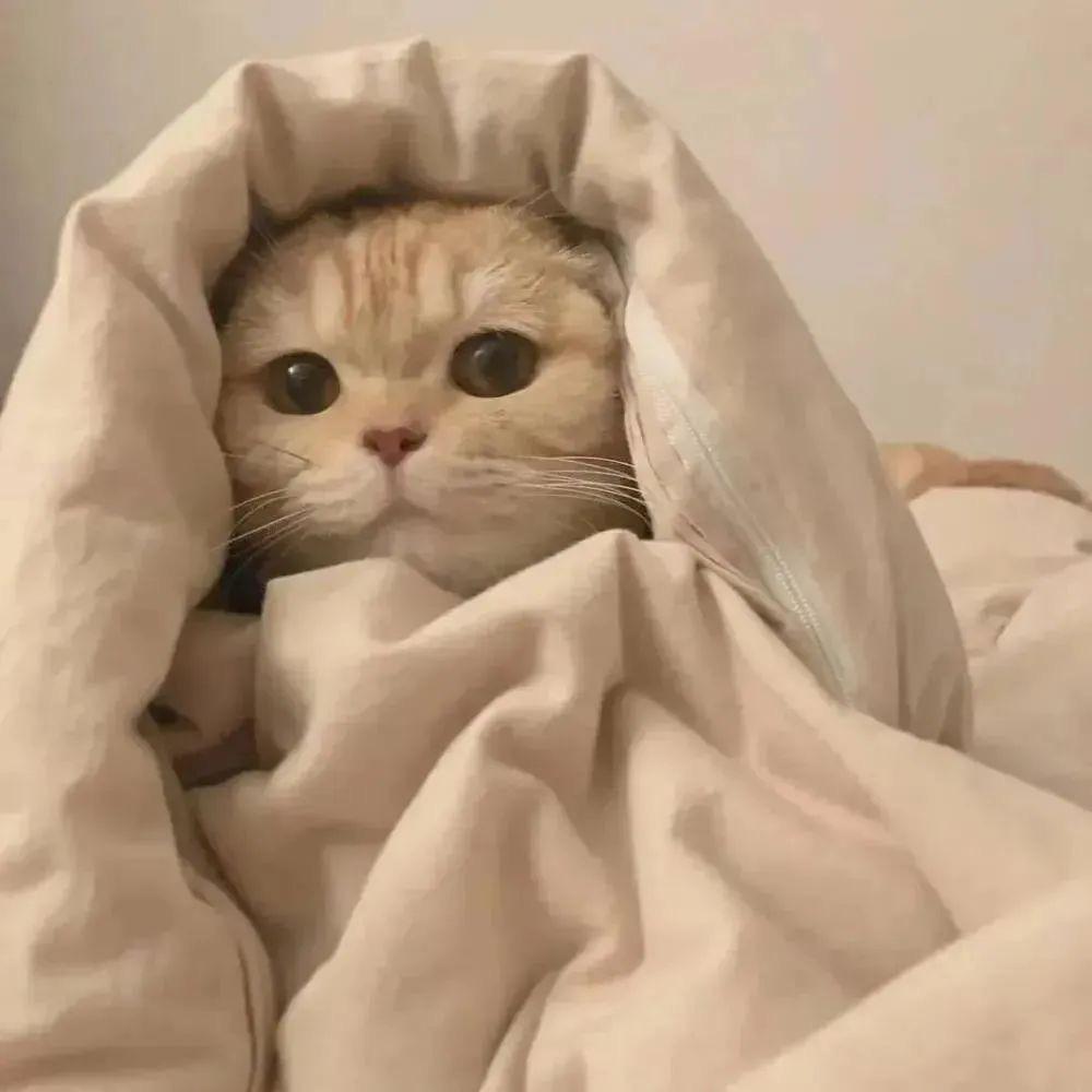 愔🫠
