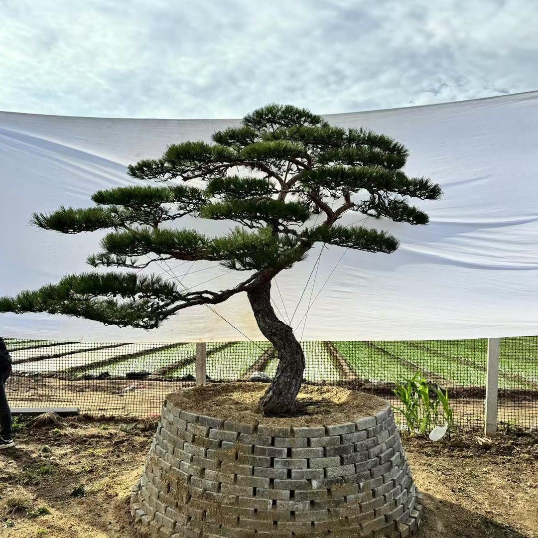 瑞松园庭院景观松 黑松基地直发