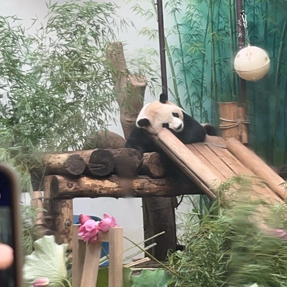 胖胖女孩🐽（破—万直播)