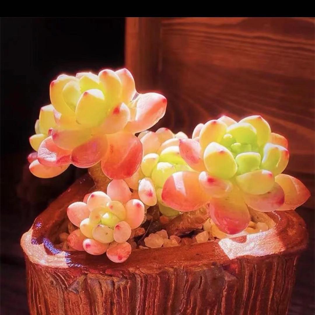 橙子多肉花卉