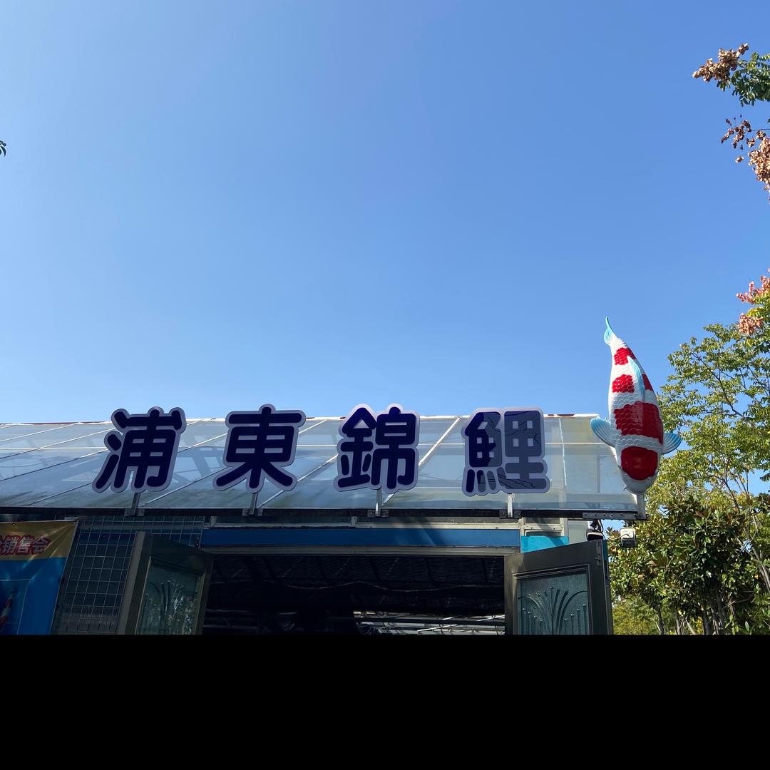 浦东锦鲤