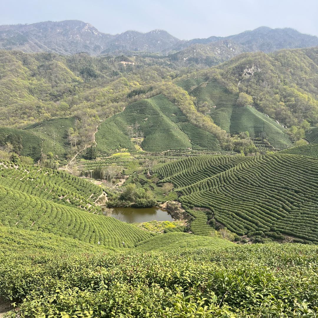 茶间清风