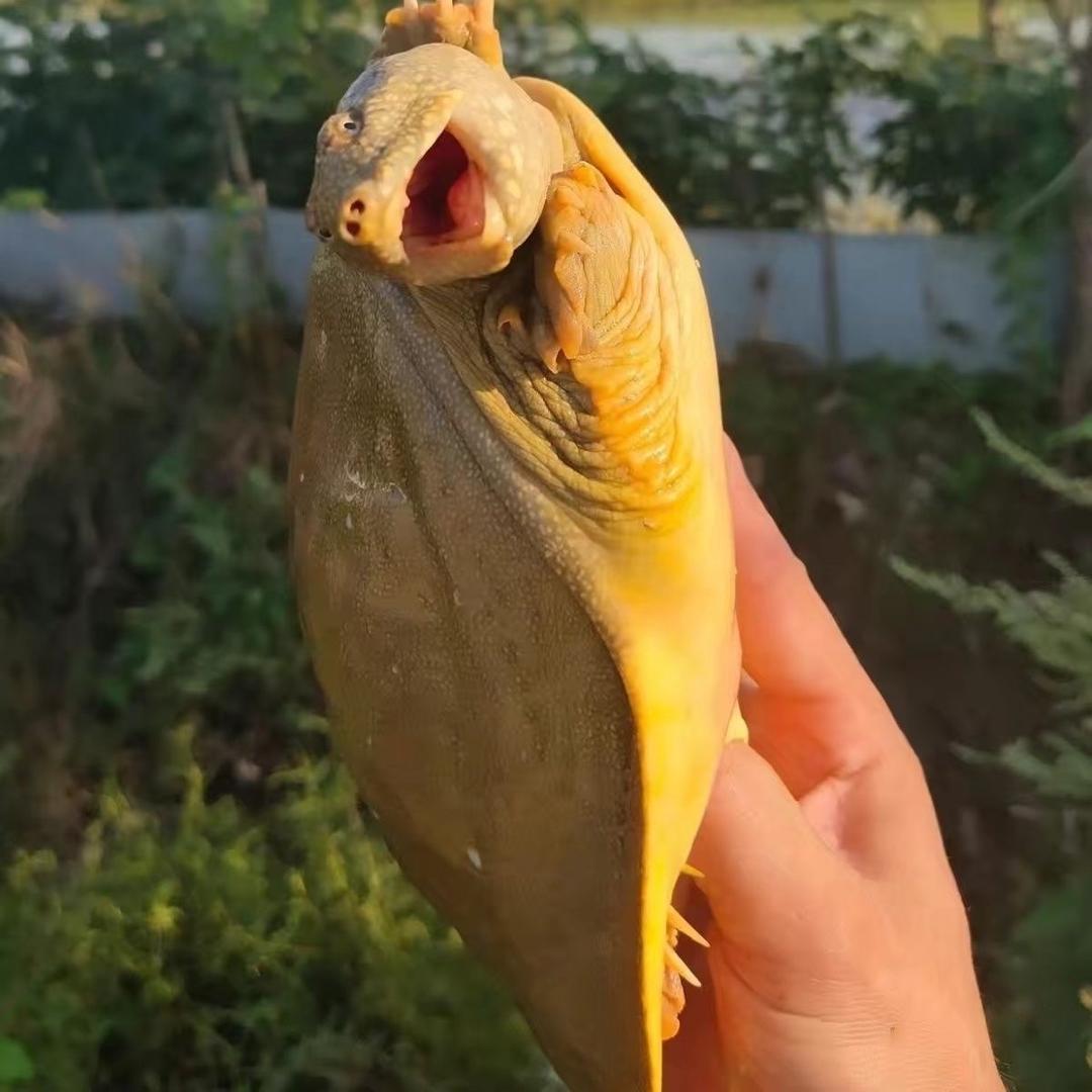 佳佳生态甲鱼