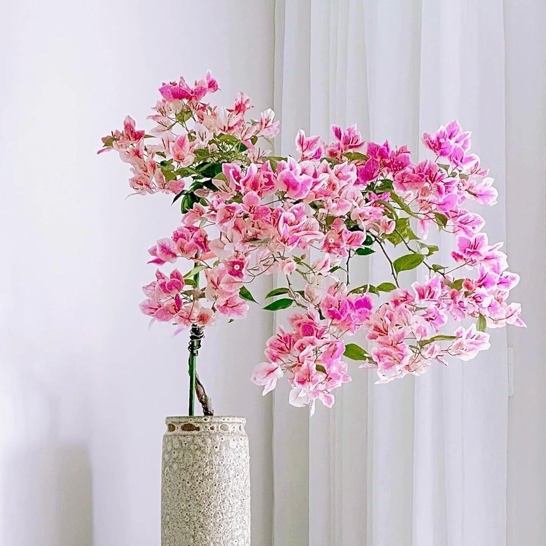 漳红樱大师哥