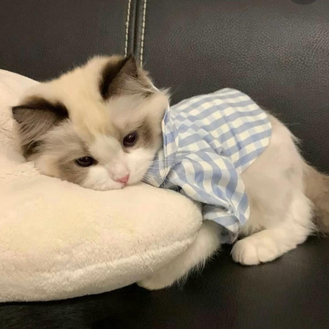 奶猫小财迷