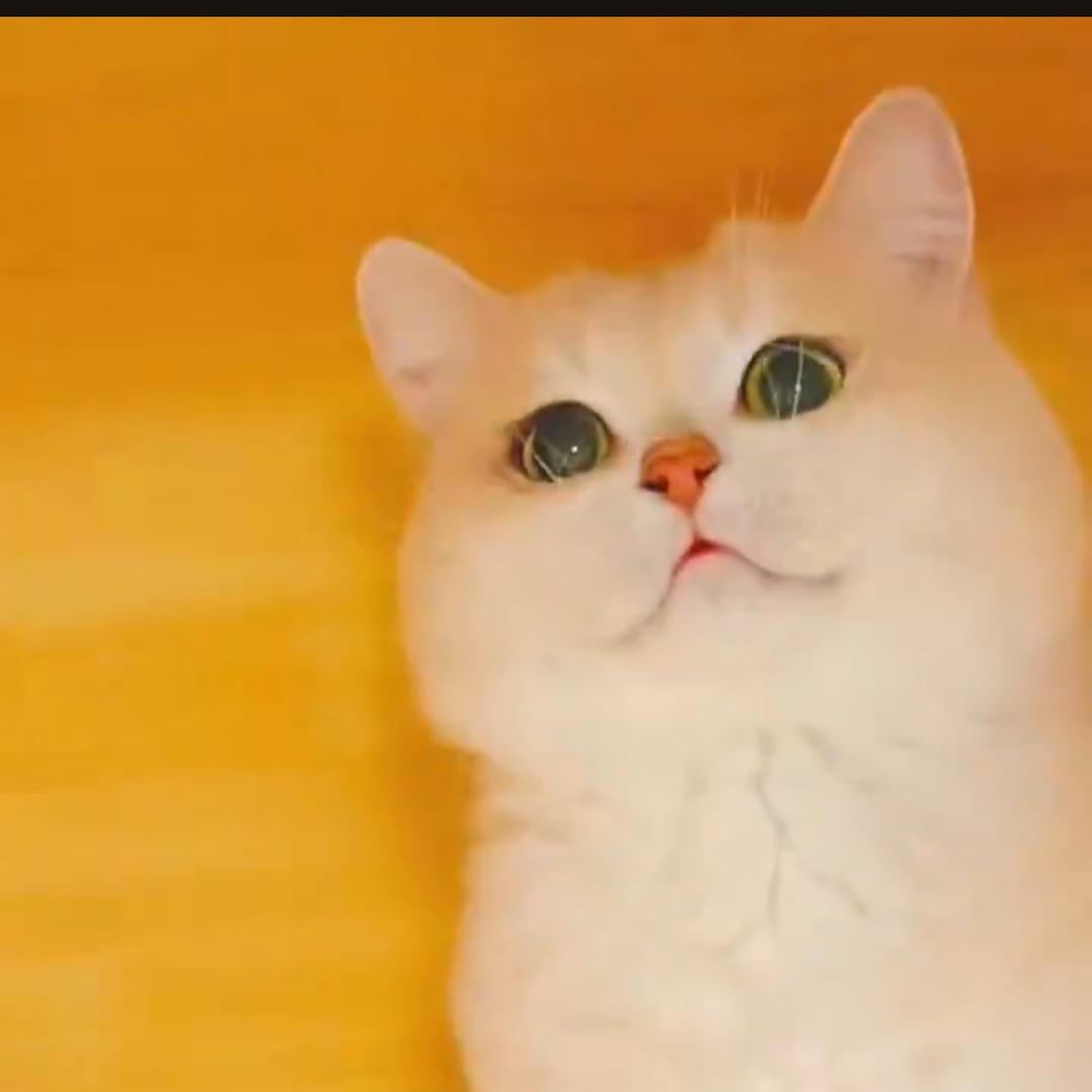 喵喵之家家庭猫舍