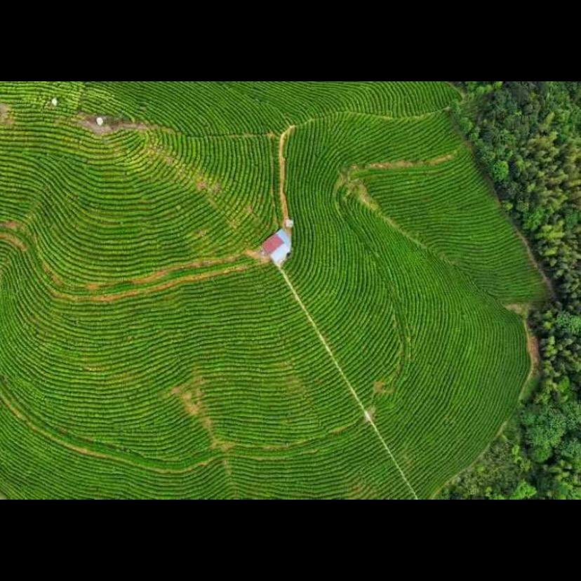 高山生态茶园