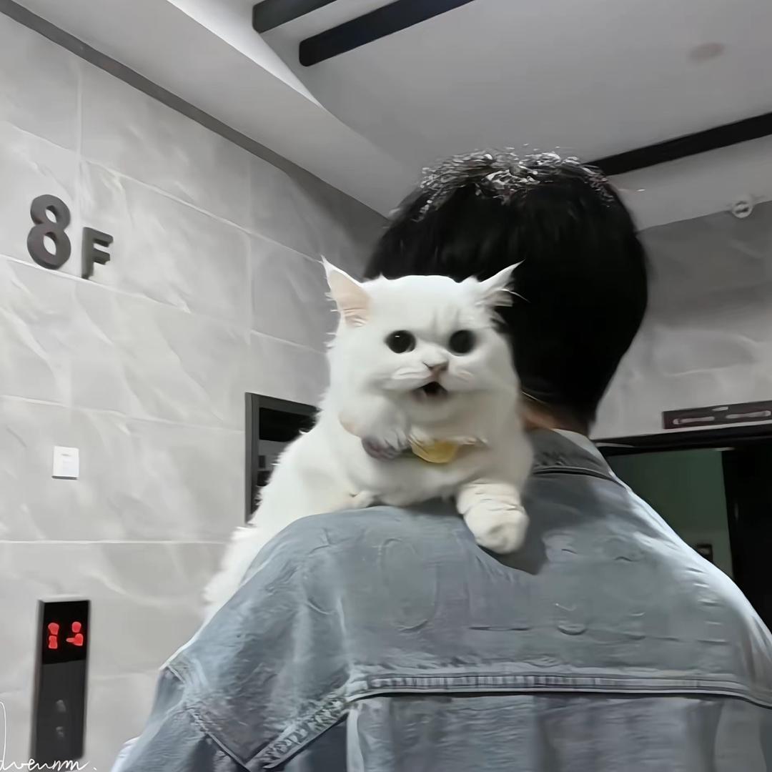 涛涛