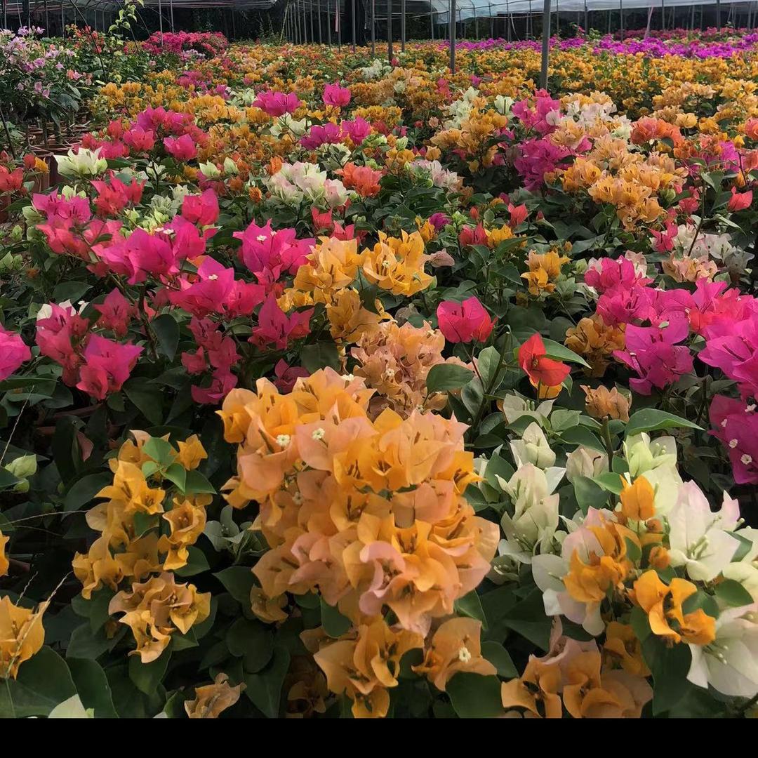 花同学三角梅园艺